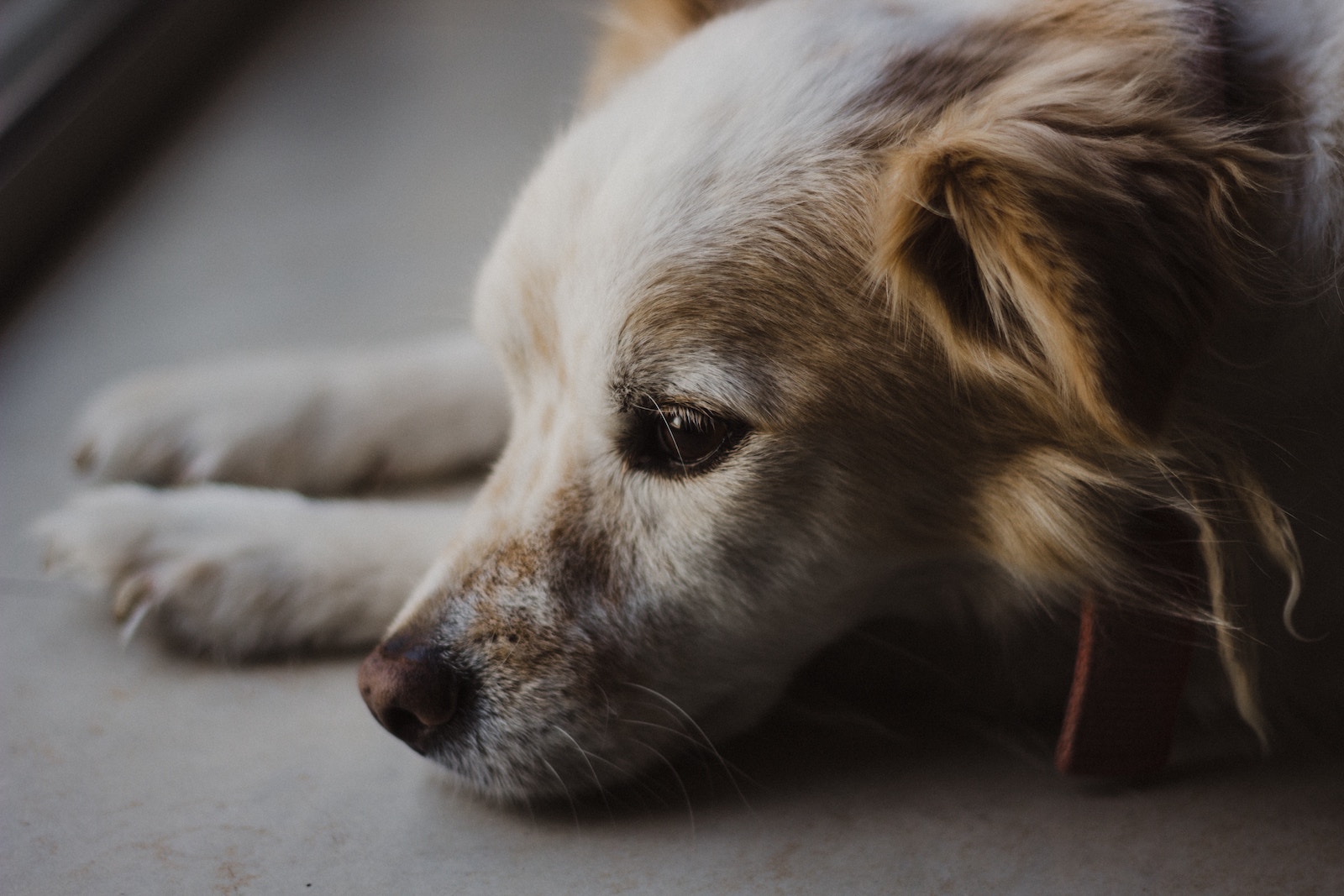 Veterinary Compounding